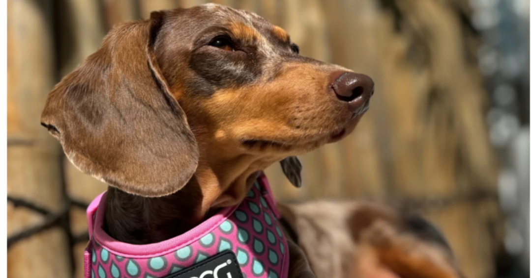 Types of Dog Harnesses