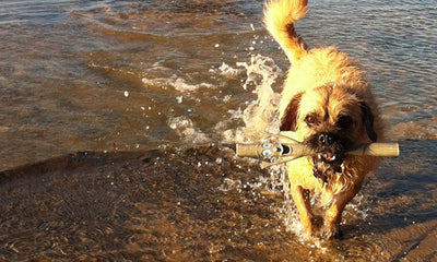 Beat the Heat – How to Have a Safe and Happy Summer With Your Dog