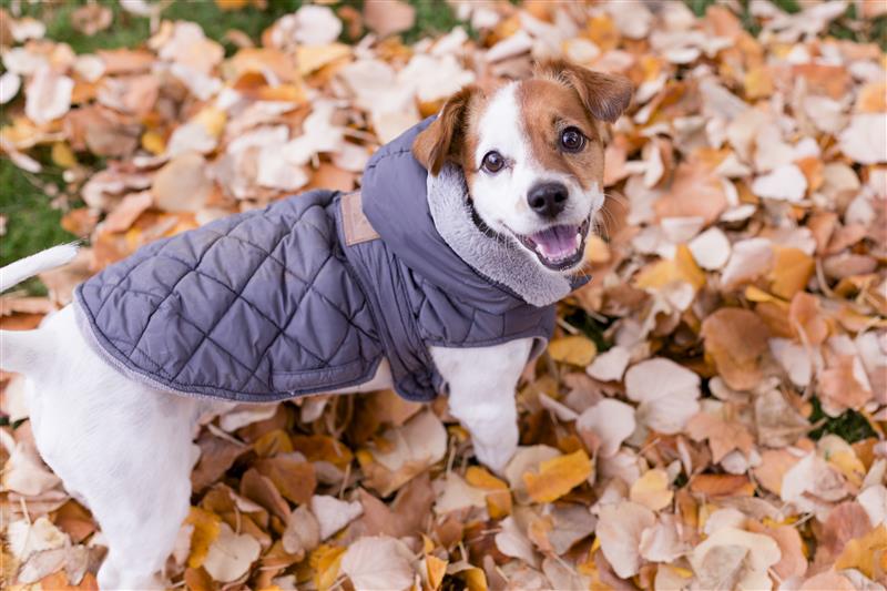 Essential Dog Accessories for Fall