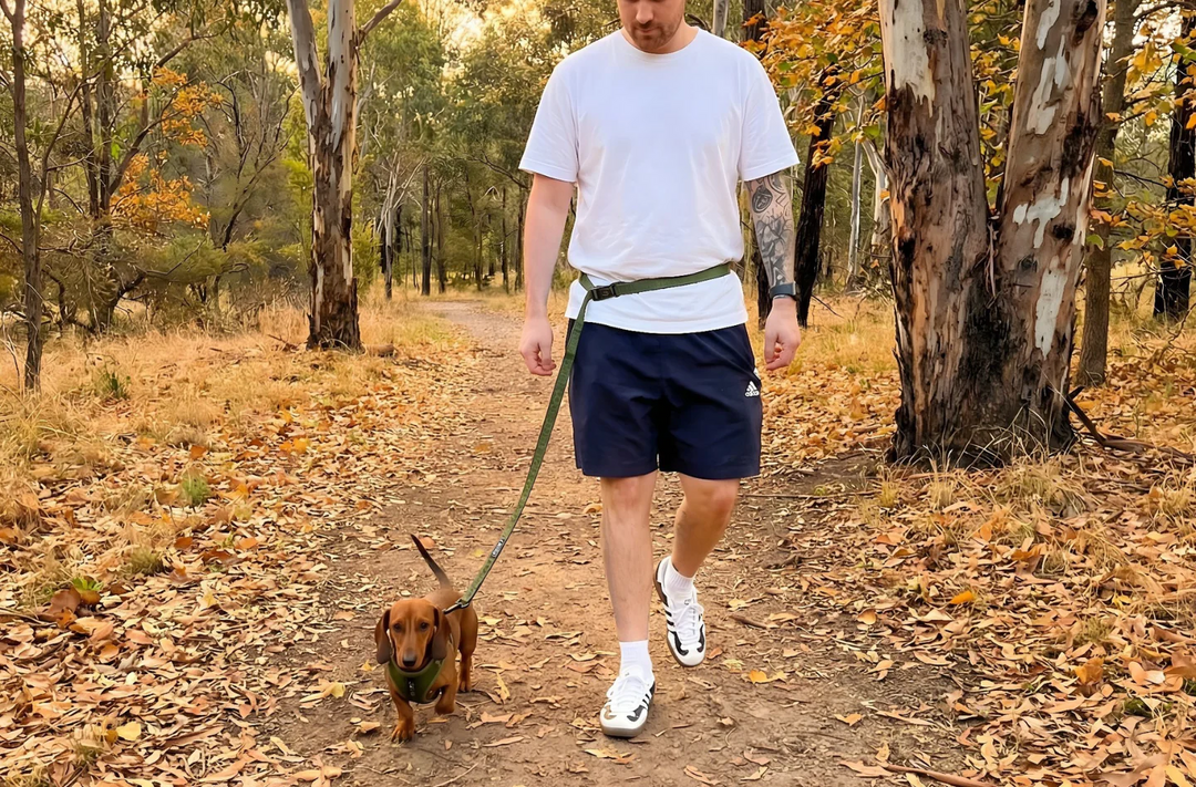 Dog-Walking Essentials for Beginners