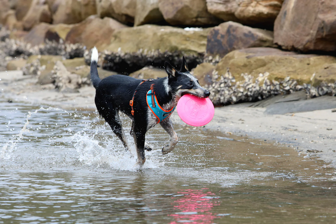 What Toys Do Dogs Like? (A Practical Guide for Pet Owners)