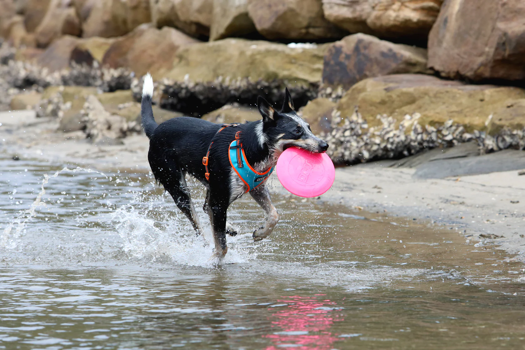 What Toys Do Dogs Like? (A Practical Guide for Pet Owners)