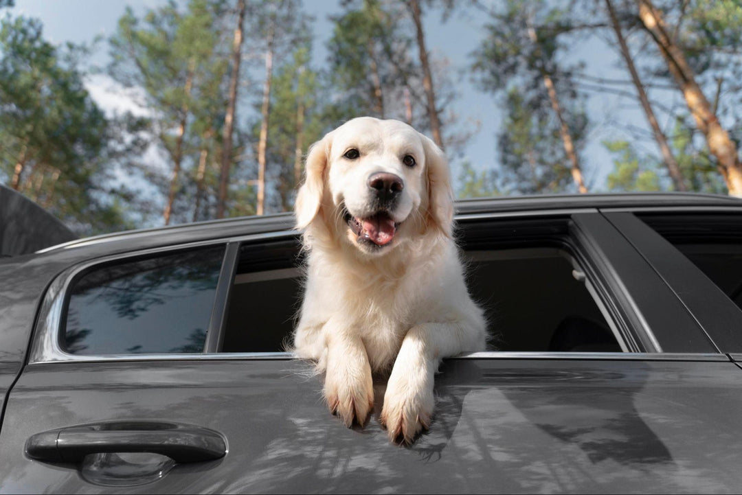 How to Restrain Your Dog in the Car
