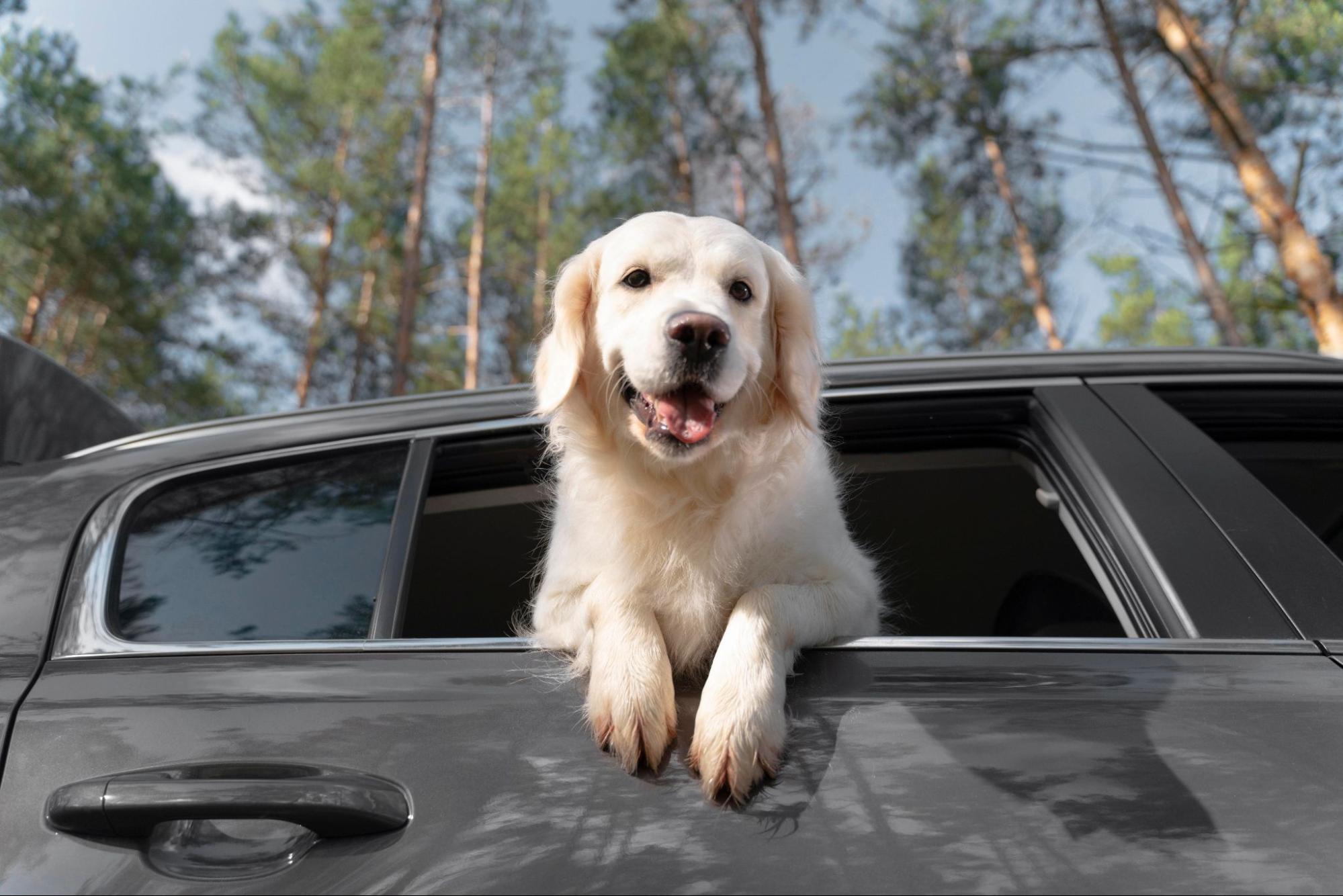 How to Restrain Your Dog in the Car