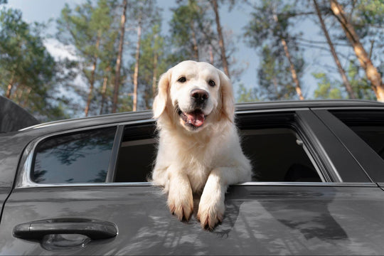 How to Restrain Your Dog in the Car