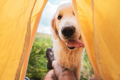 Top Tips For Camping With Your Dog