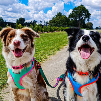 Harnesses