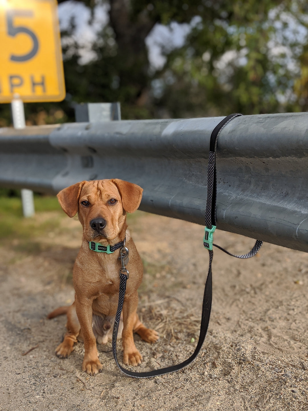 Clip-It Dog Leash