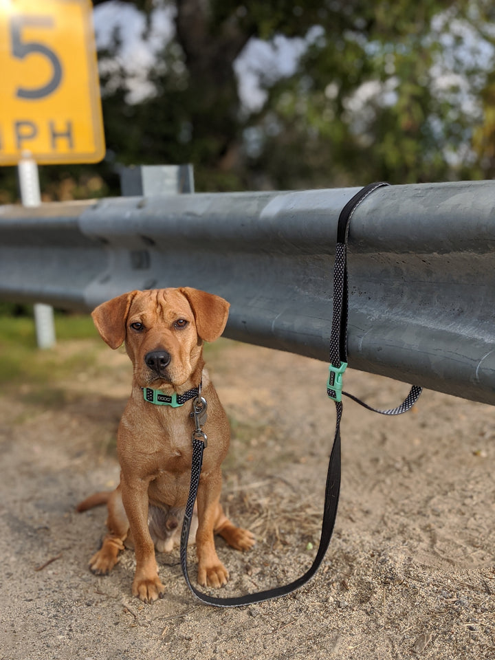 Clip-It Dog Leash