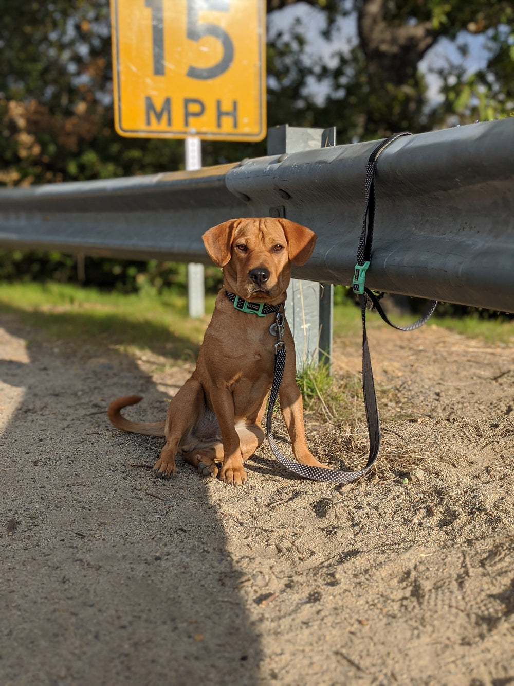 'Clip It' Neoprene Dog Lead - (Neon High Vis) Rin Tin Tin