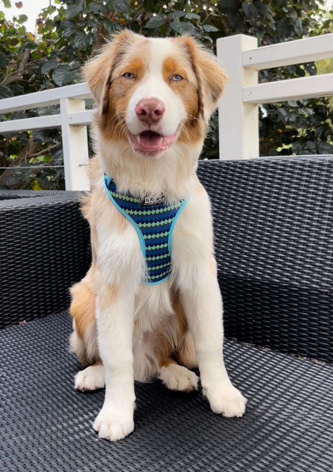 Neoflex Harness