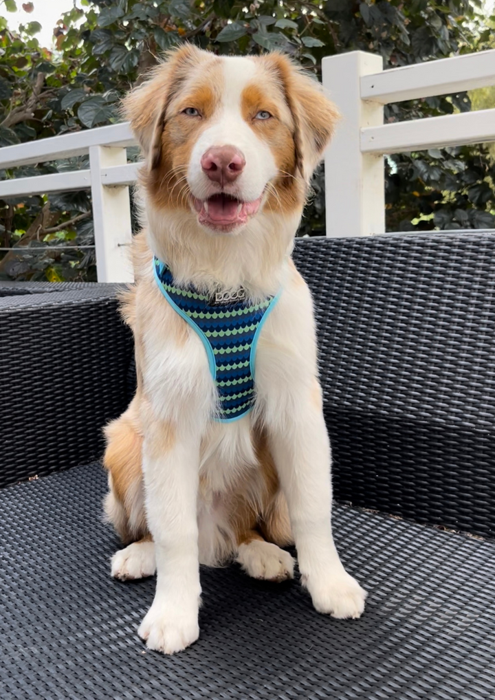 Neoflex Harness