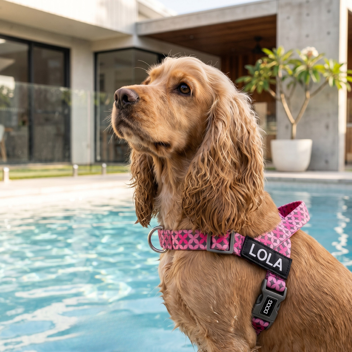 Quick-Clip Harness