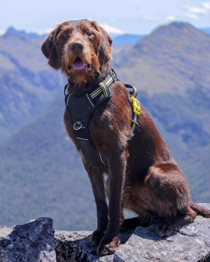 Neotech Harness