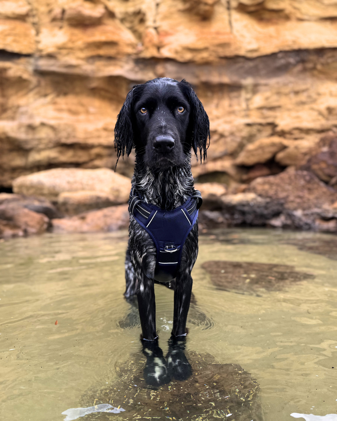 Neotech Harness