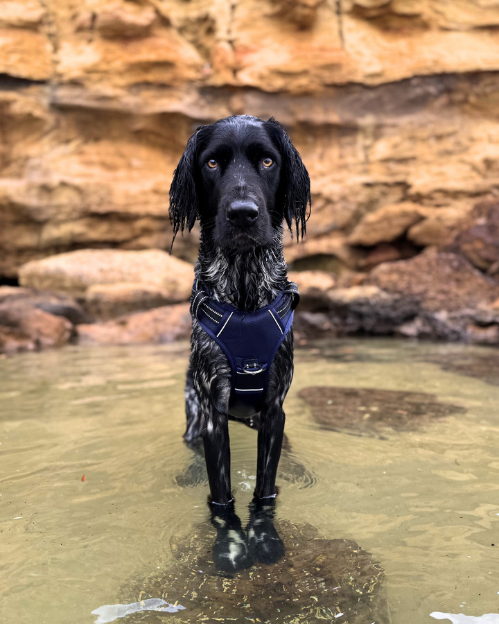 Neotech Harness