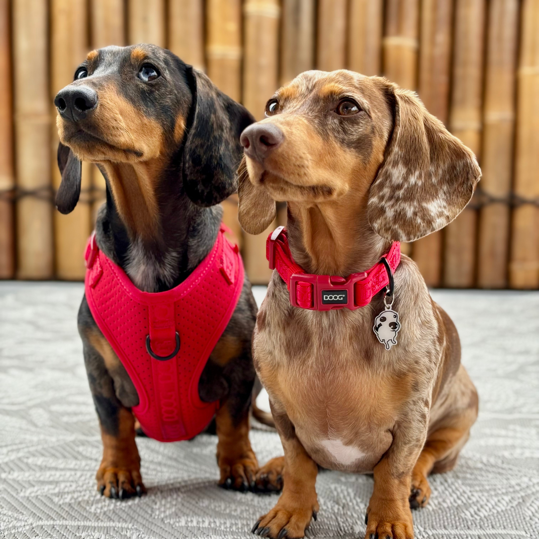 Neosport Neoprene Dog Collar - Red