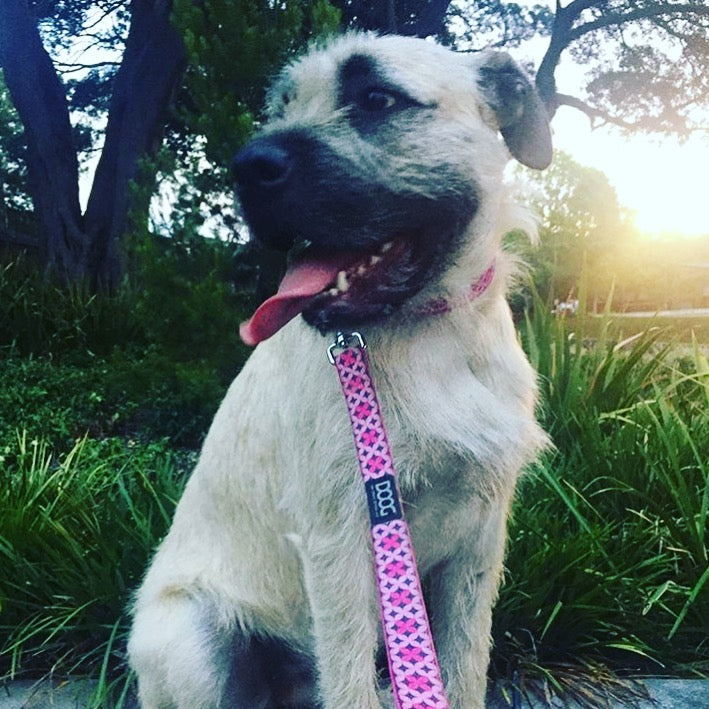 Clip-It Dog Leash