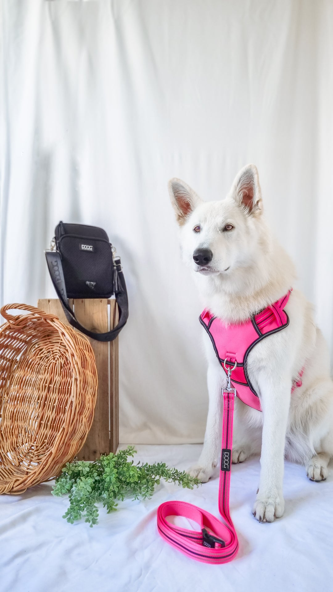 Clip-It Dog Leash
