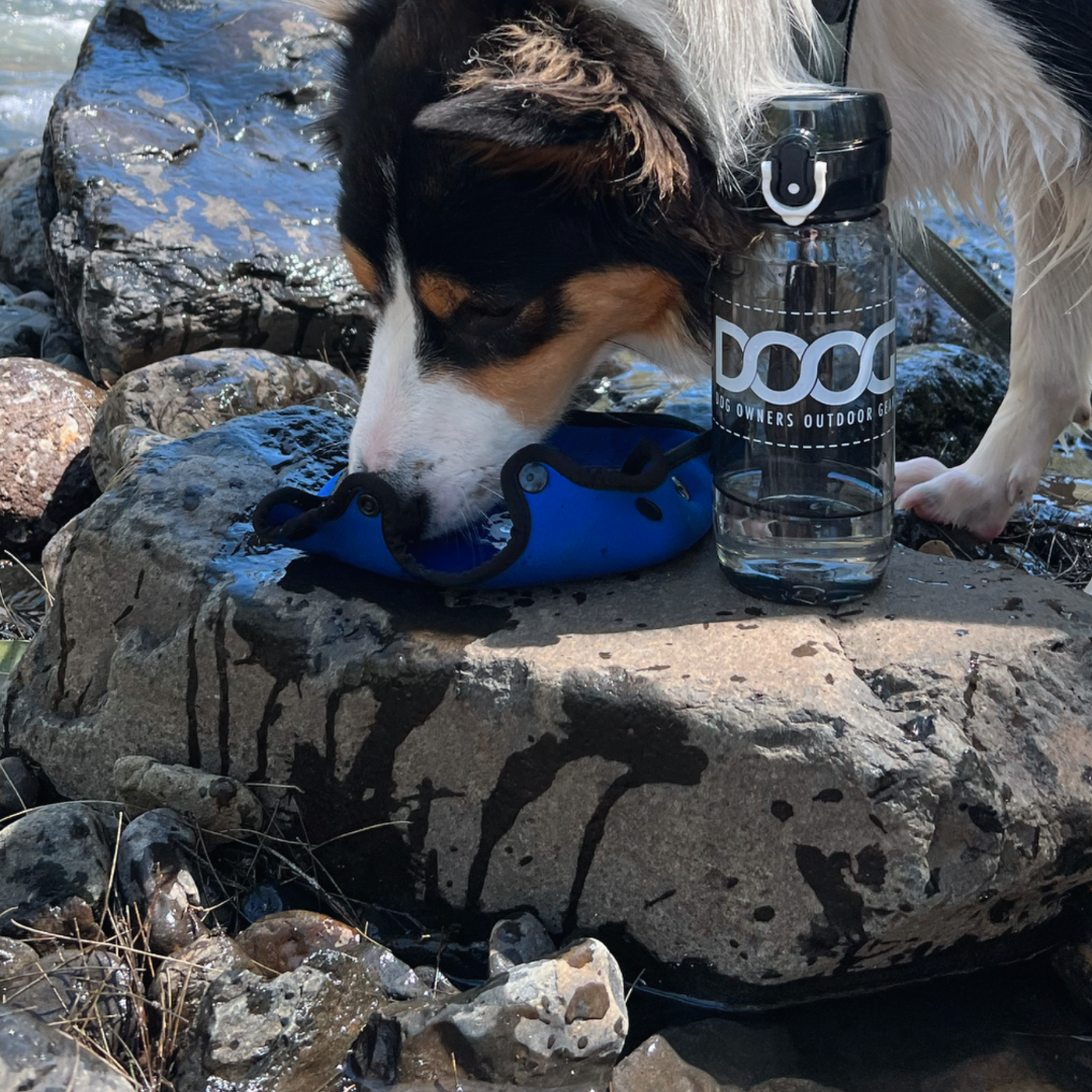 3 in 1 Water Bottle  / Bowl - Blue