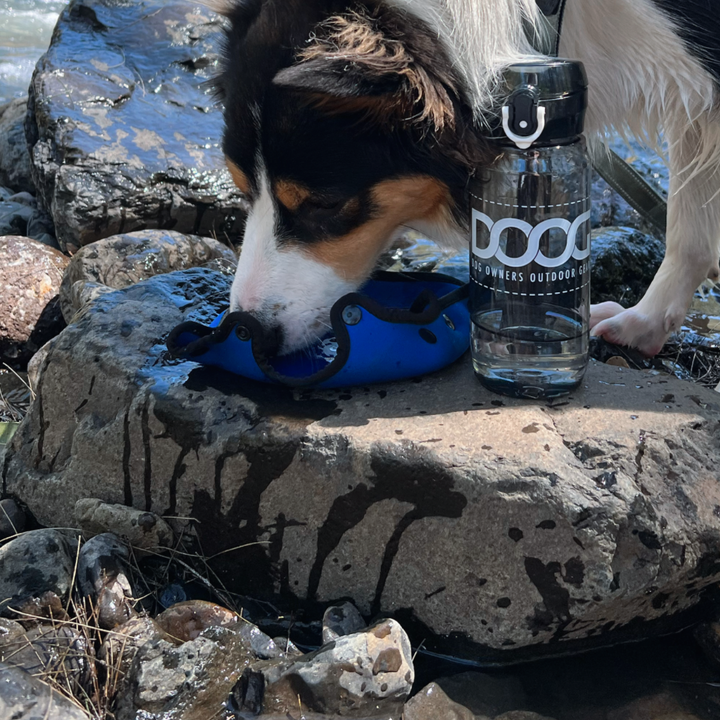 3 in 1 Water Bottle  / Bowl - Blue
