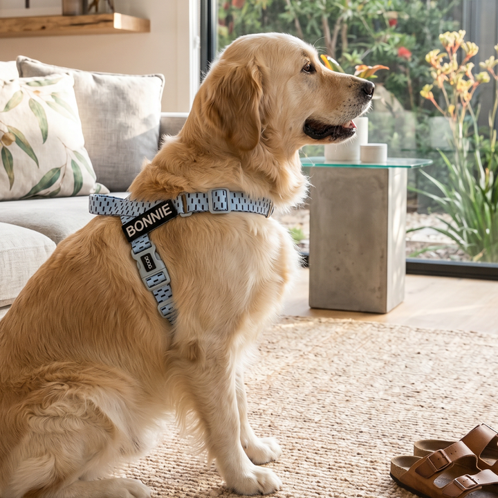Quick-Clip Harness
