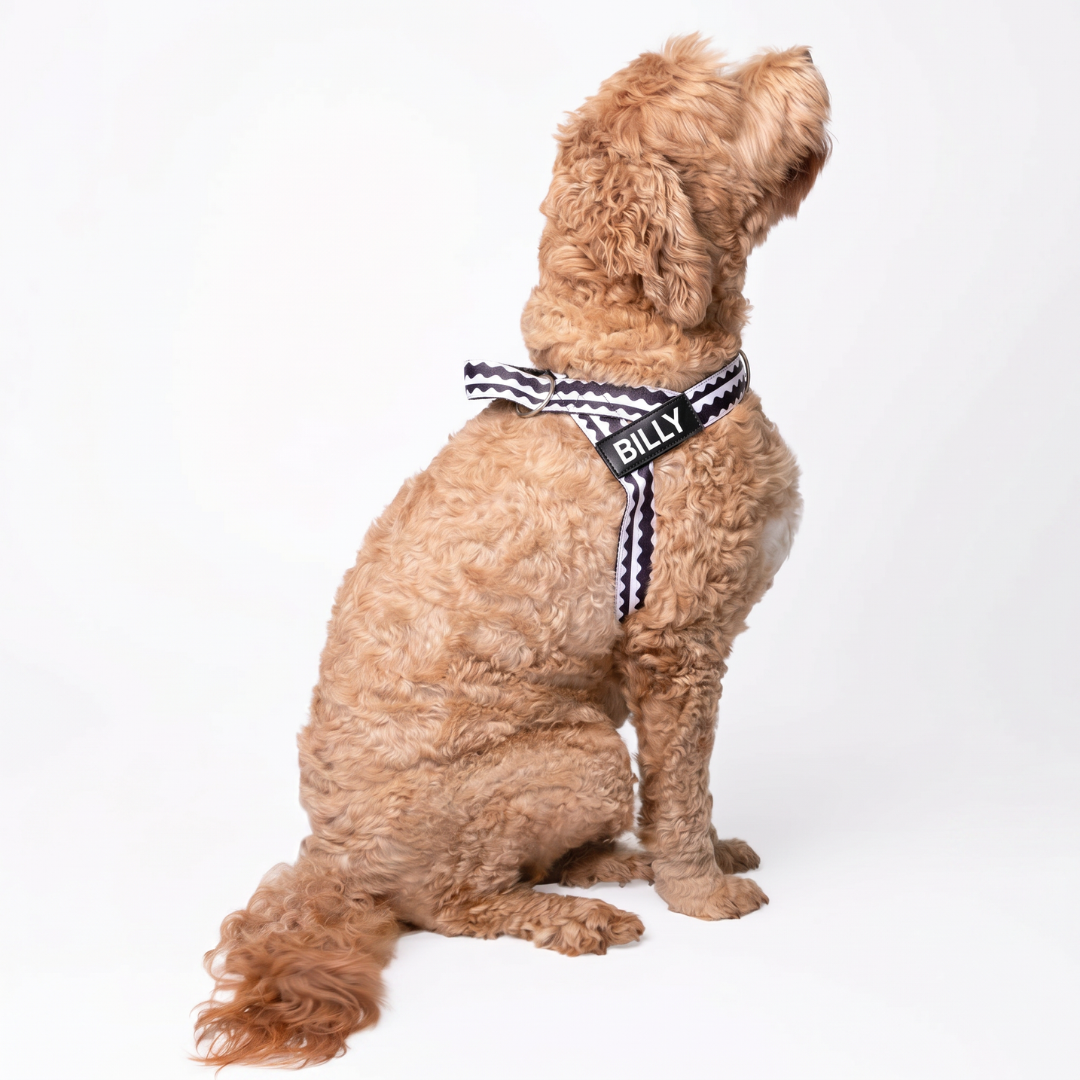 Quick-Clip Harness