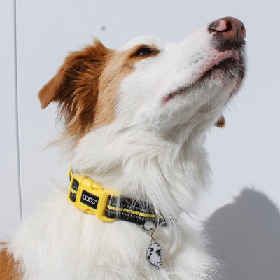 Neoprene Dog Collar - (Neon High Vis) Bolt