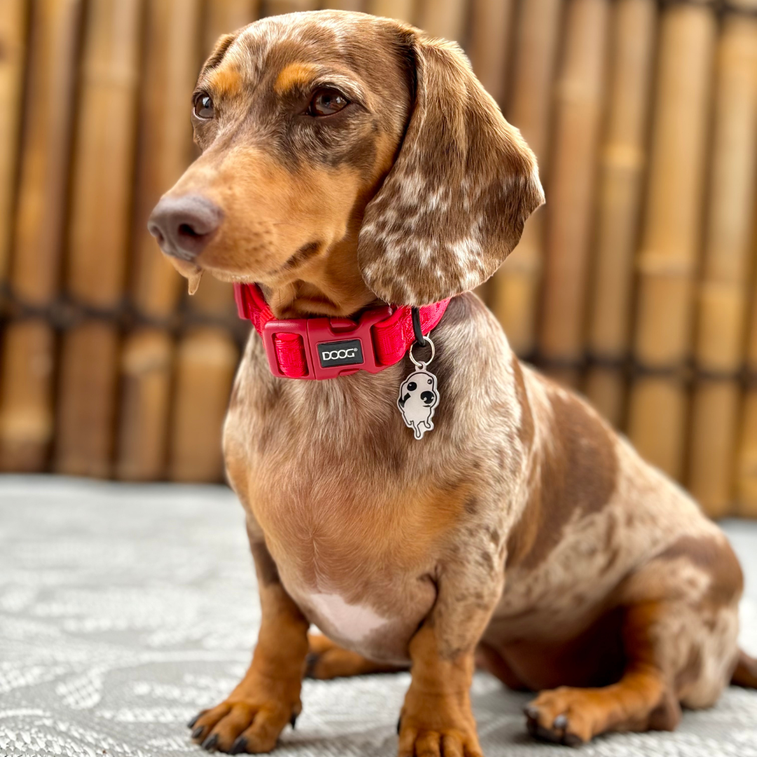 Neosport Neoprene Dog Collar - Red