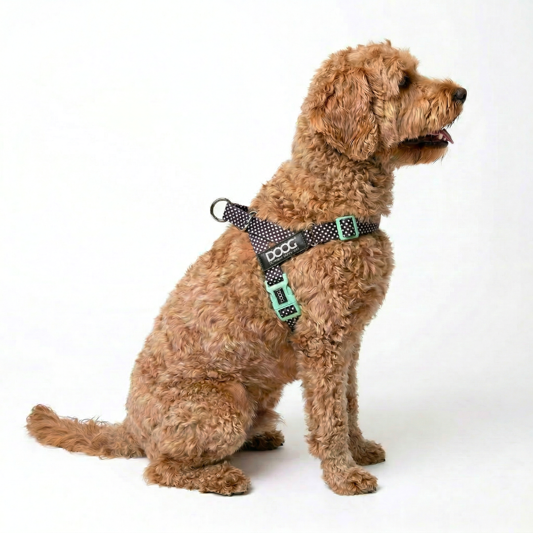 Quick-Clip Harness