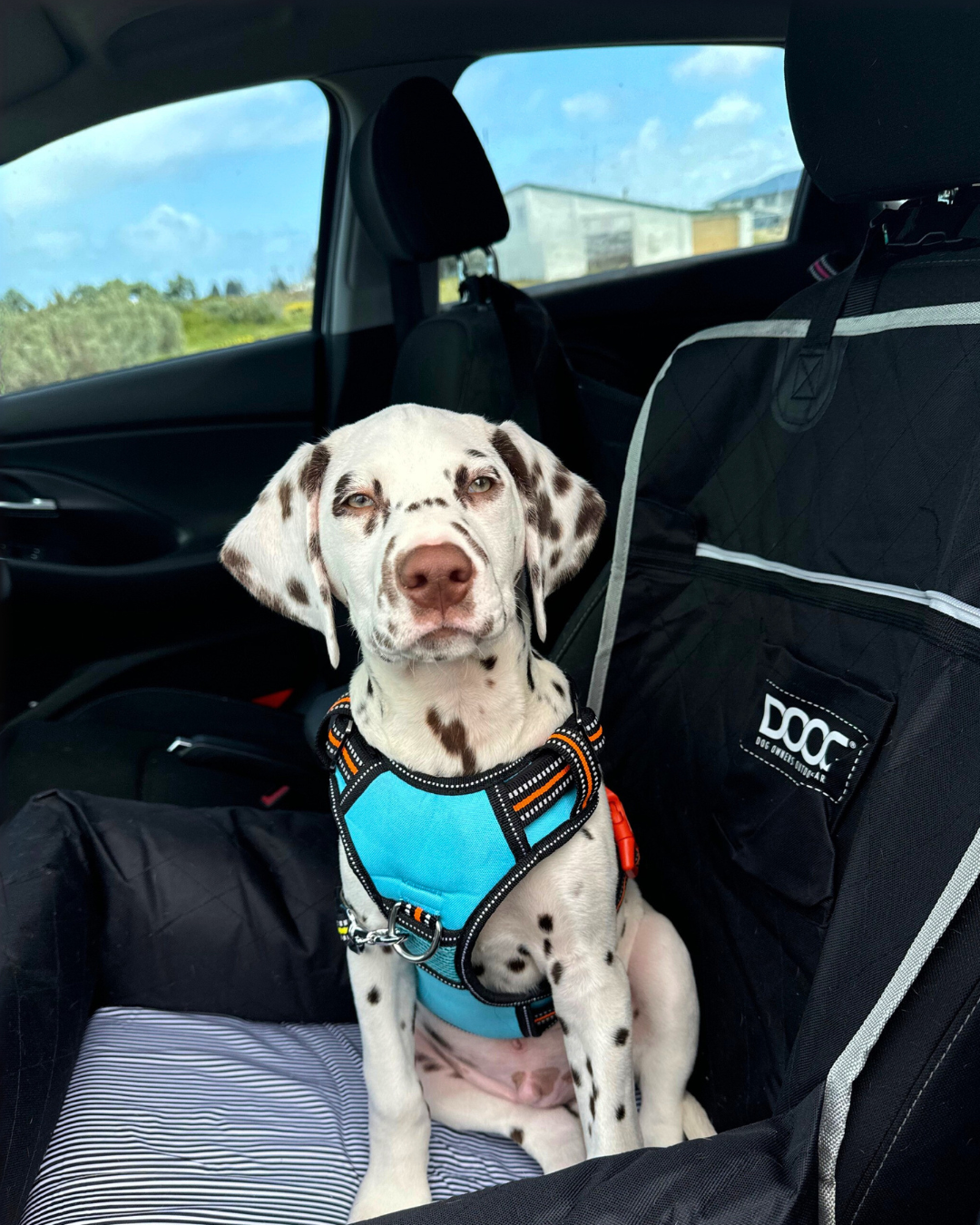 Neotech Harness