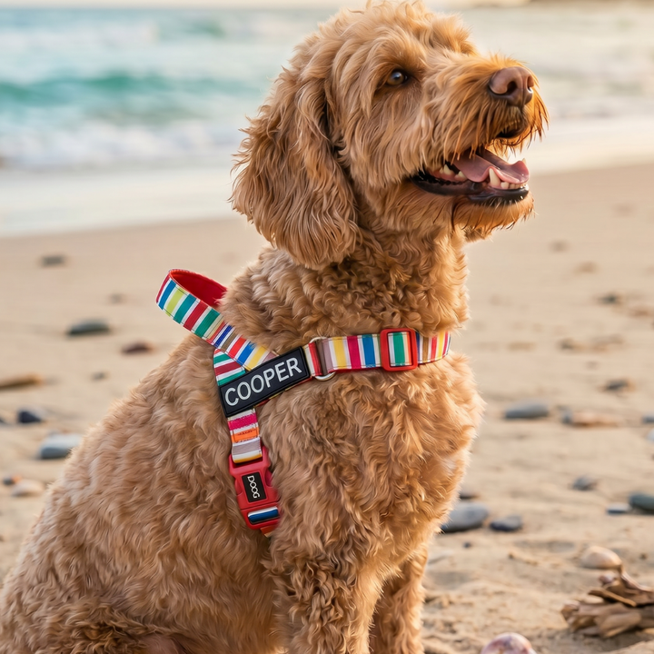 Quick-Clip Harness
