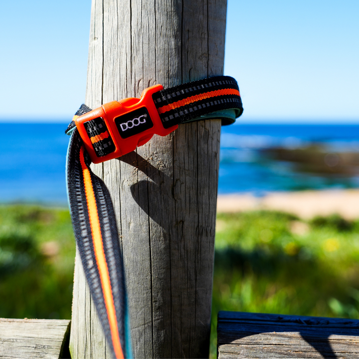 'Clip It' Neoprene Dog Lead - (Neon High Vis) Beethoven
