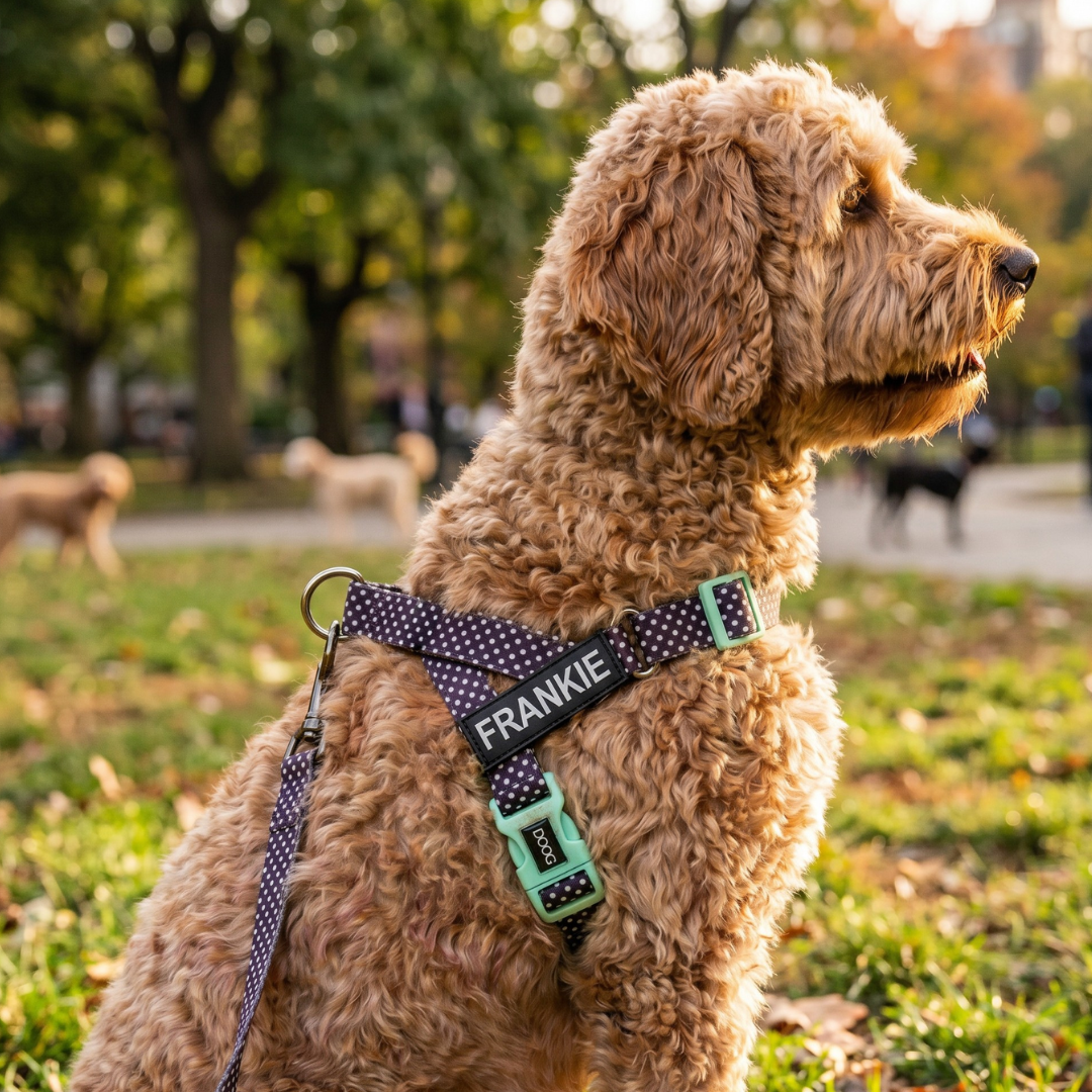 Quick-Clip Harness