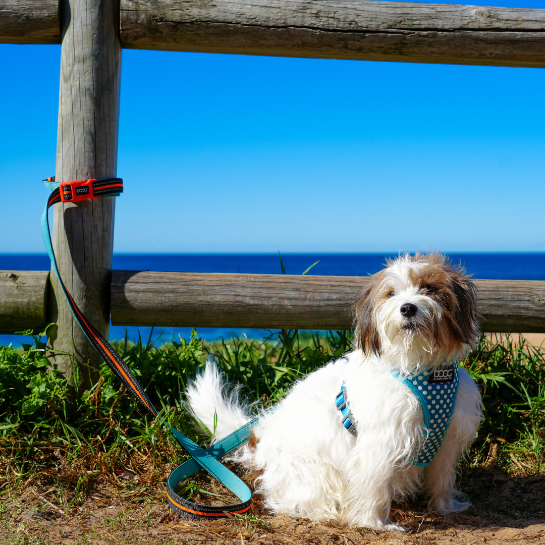 'Clip It' Neoprene Dog Lead - (Neon High Vis) Bolt