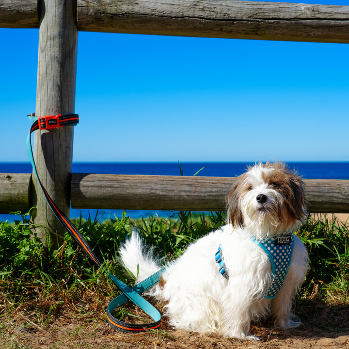 'Clip It' Neoprene Dog Lead - (Neon High Vis) Bolt