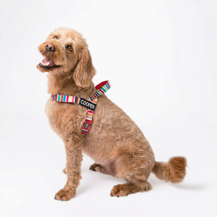 Quick-Clip Harness