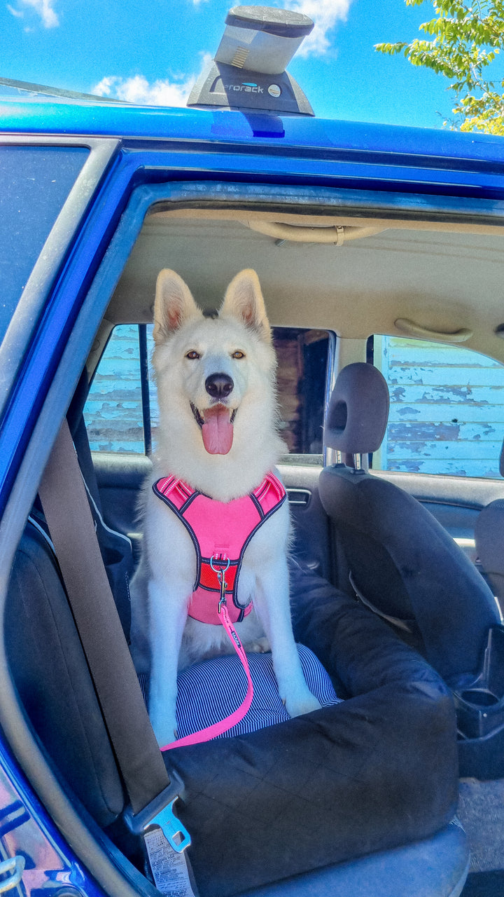 Neotech Harness