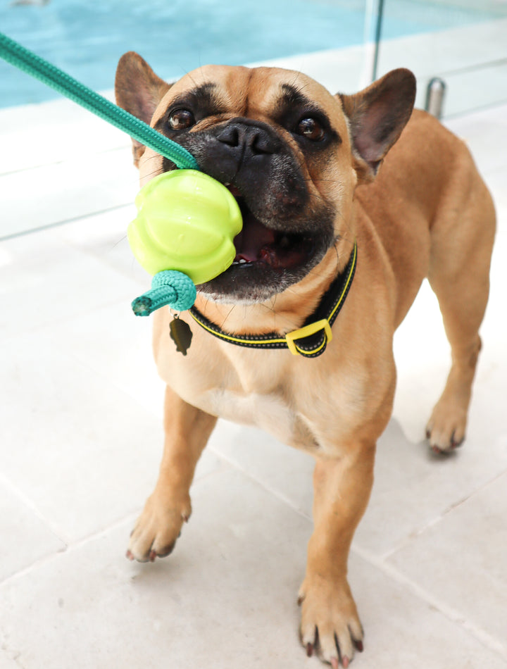 The Fetchables - Fetch & Tug Ball
