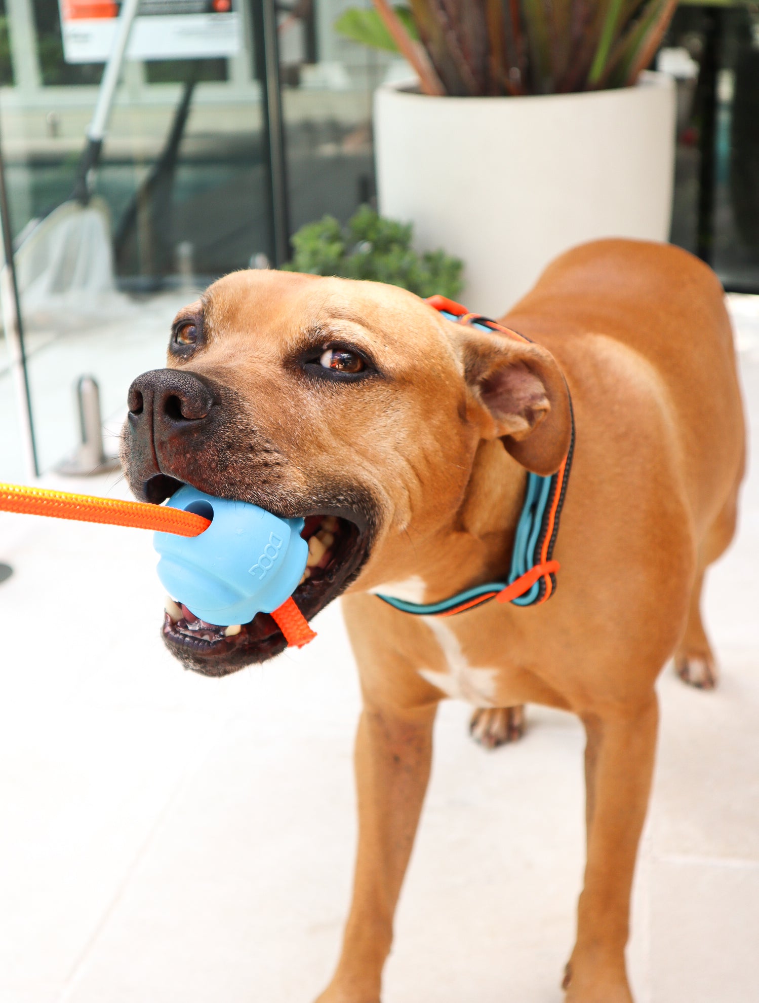 The Fetchables Fetch Tug ball Blue DOOG Dog Owners Outdoor Gear