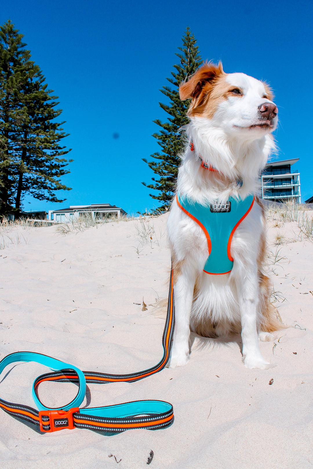 Neoflex Harness