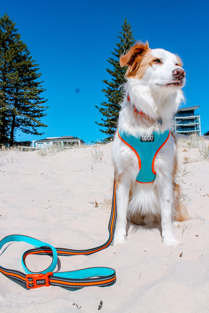 Neoflex Harness