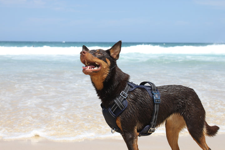 Neotech Harness