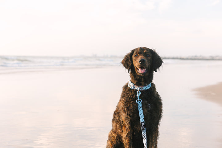 'Clip It' Neoprene Dog Lead - Dash