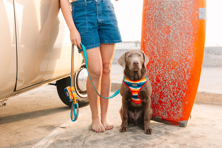 'Clip It' Neoprene Dog Lead - Scout