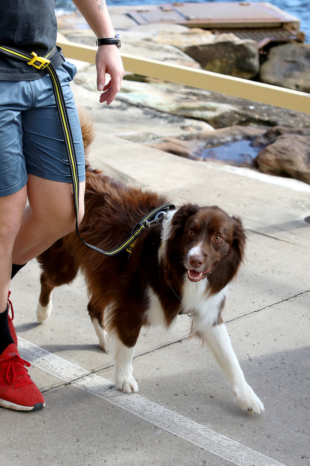 Clip-It Dog Leash