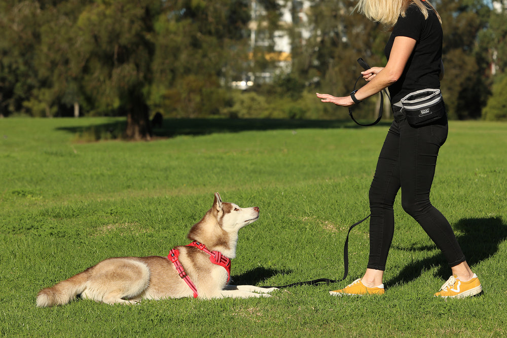 Dog Training Leash