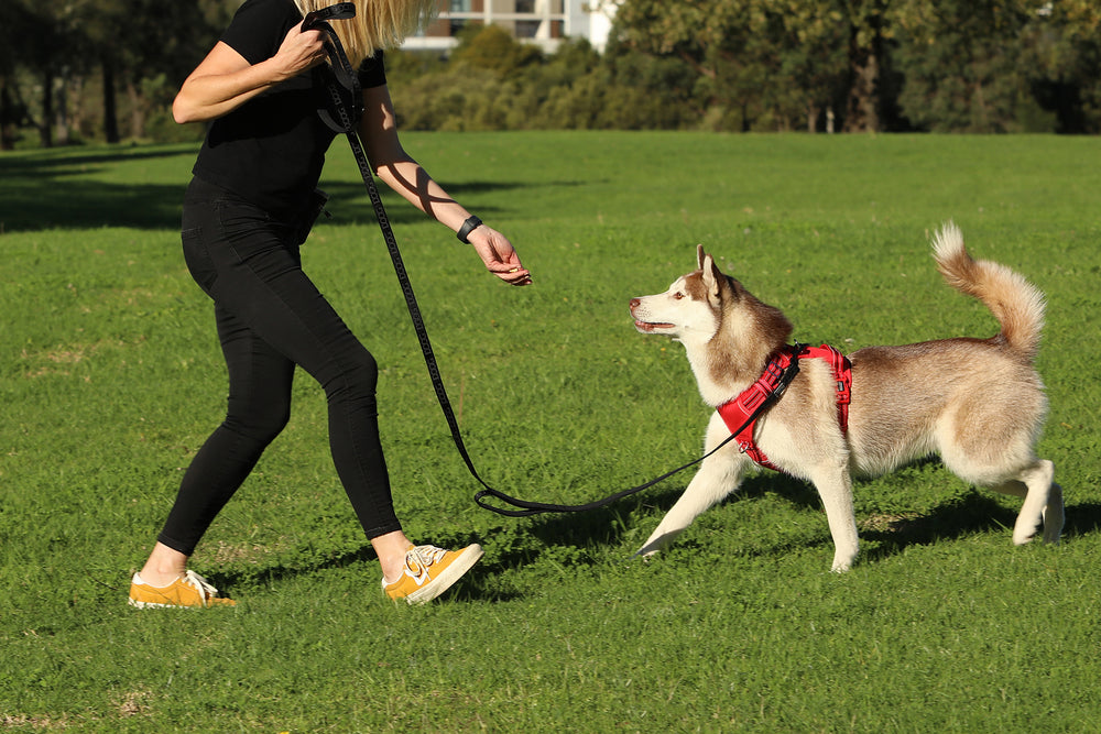 Dog Training Leash