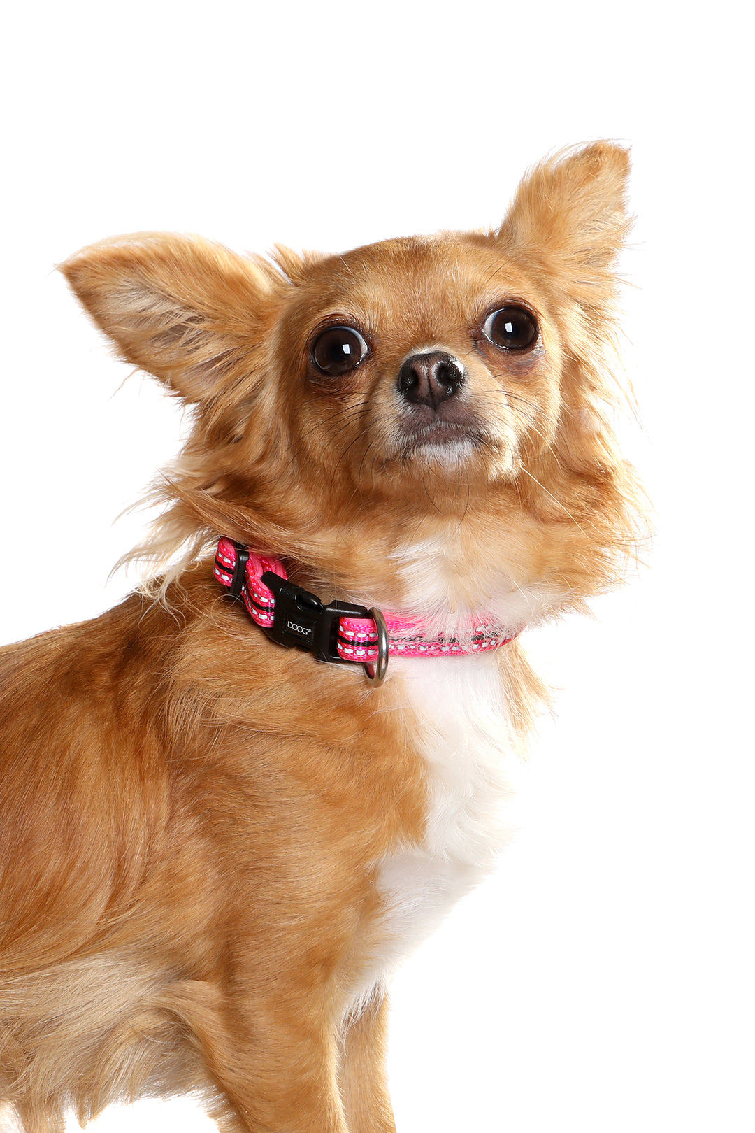 Neoprene Dog Collar