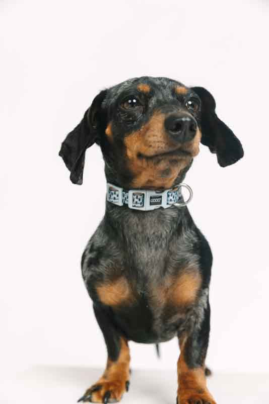 Neoprene Dog Collar
